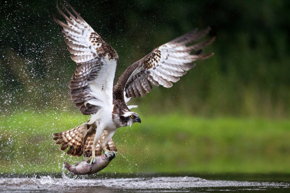 Business Lessons from an Osprey